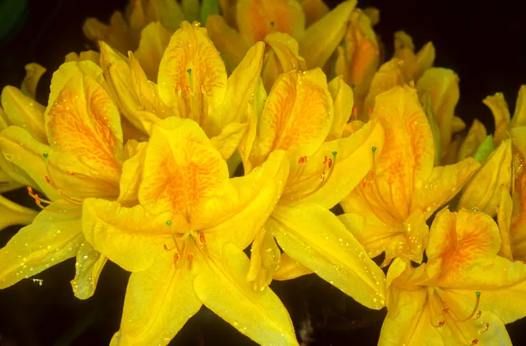Photo of R. 'Adriaan Koster', Deciduous Azalea Hybrid