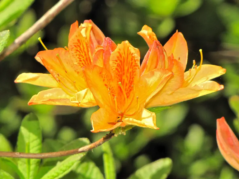 Photo of R. 'Alice de Stuers', Deciduous Azalea Hybrid