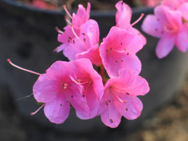 Photo of R. 'Anne Frank', Evergreen Azalea Hybrid