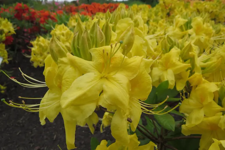 Photo of R. 'Anneke', Deciduous Azalea Hybrid