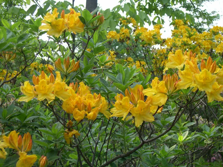 Photo of R. 'Apollo', Deciduous Azalea Hybrid