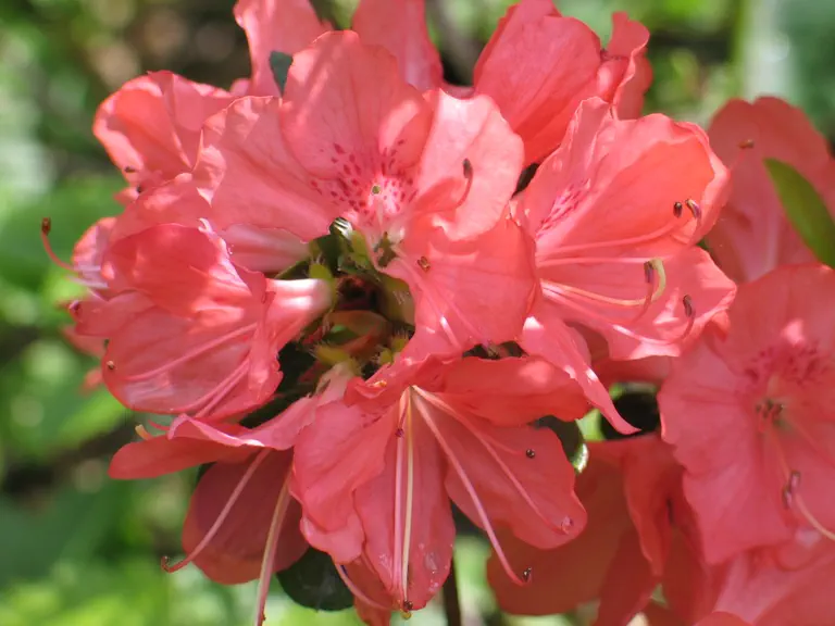Photo of R. 'Apricot', Evergreen Azalea Hybrid