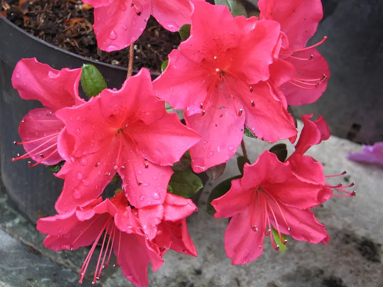 Photo of R. 'Arabesk', Evergreen Azalea Hybrid