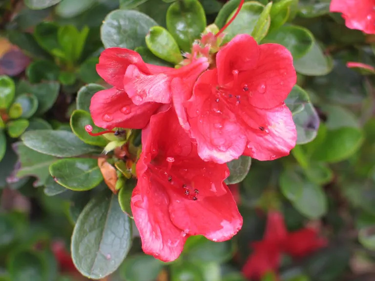 Photo of R. 'Ardeur', Evergreen Azalea Hybrid