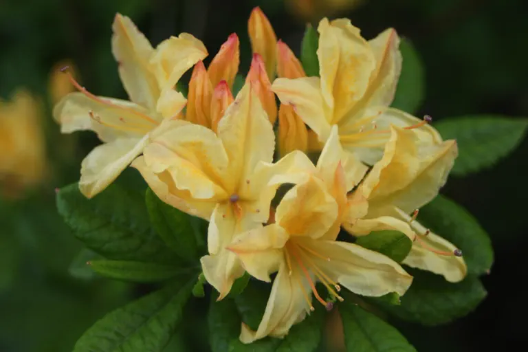 Photo of R. 'Arpčge', Deciduous Azalea Hybrid