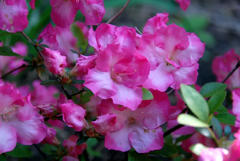 Photo of R. 'Ashley Ruth', Evergreen Azalea Hybrid