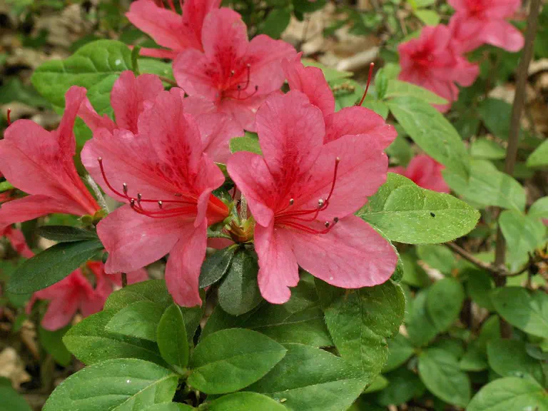 Photo of R. 'Astra', Azalea Hybrid