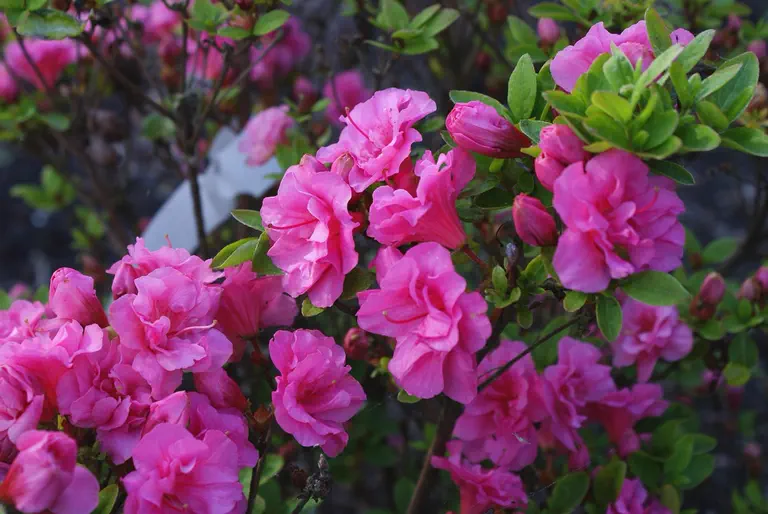 Photo of R. 'Babuschka', Evergreen Azalea Hybrid