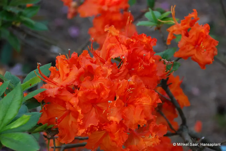 Photo of R. 'Bakkarat', Deciduous Azalea Hybrid