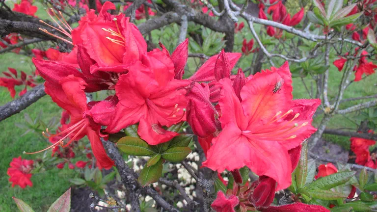 Photo of R. 'Balls of Fire', Deciduous Azalea Hybrid