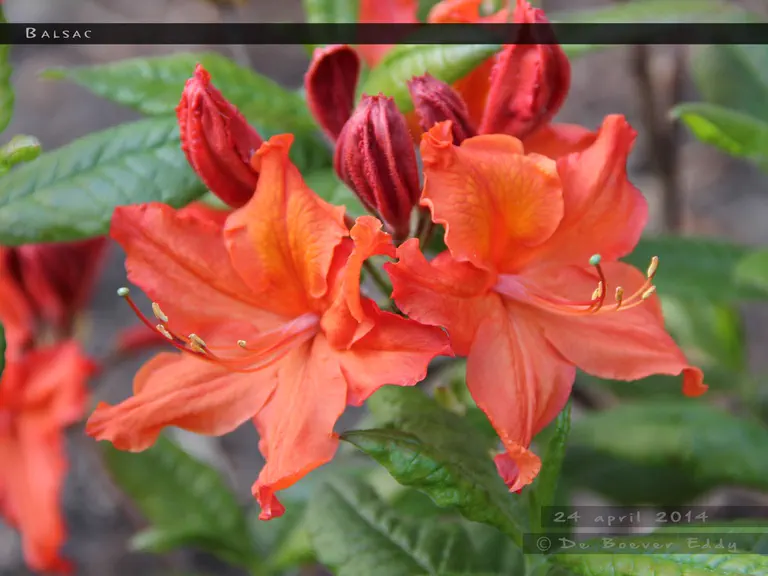 Photo of R. 'Balzac', Deciduous Azalea Hybrid