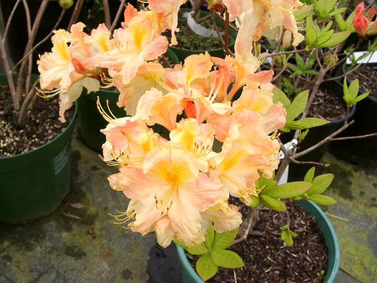 Photo of R. 'Banana Beauty', Deciduous Azalea Hybrid
