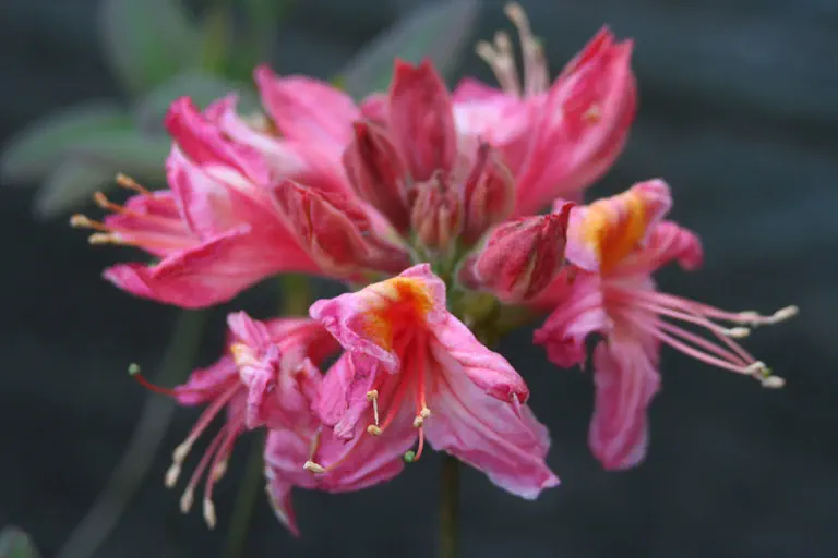 Photo of R. 'Berryrose', Deciduous Azalea Hybrid