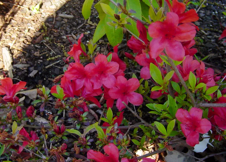 Photo of R. 'Cadmium Red', Evergreen Azalea Hybrid