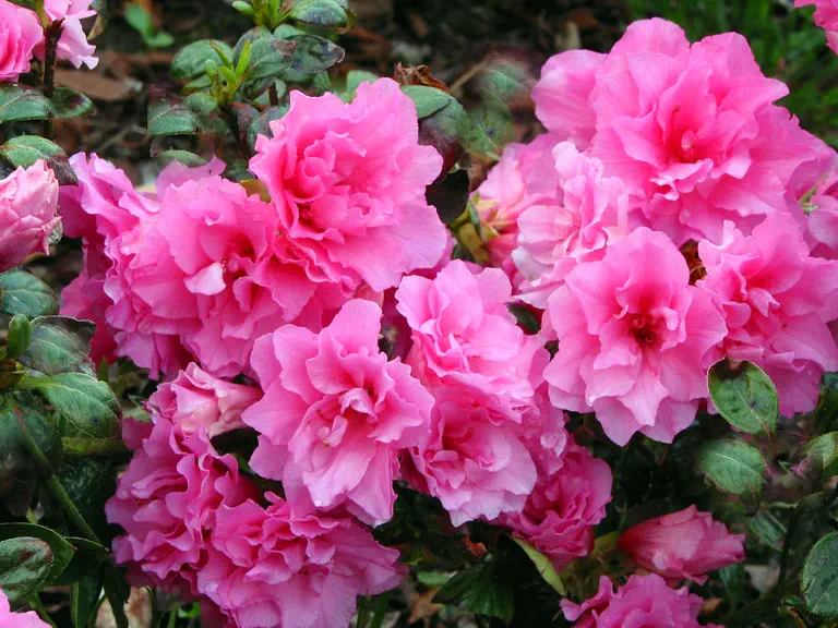 Photo of R. 'Caitlin Marie', Evergreen Azalea Hybrid