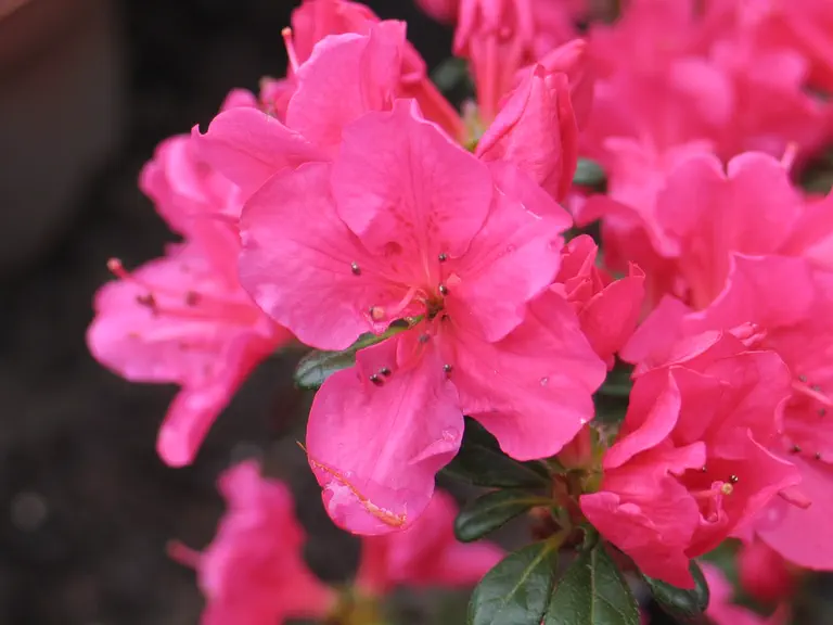 Photo of R. 'Canzonetta', Evergreen Azalea Hybrid