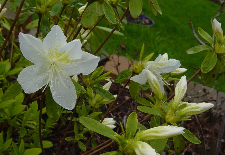 Photo of R. 'Cascade', Evergreen Azalea Hybrid