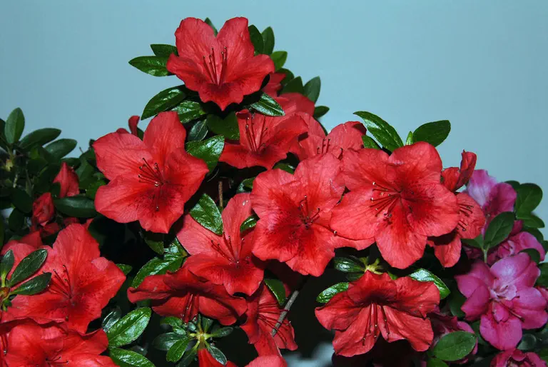Photo of R. 'Cavallier', Azalea Hybrid