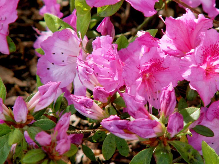 Photo of R. 'Celestial', Evergreen Azalea Hybrid