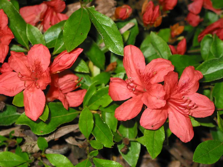 Photo of R. kaempferi 'Daimio', Evergreen Azalea Species Selection
