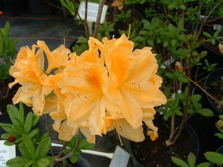 Photo of R. 'Direkteur Moerlands', Azalea Hybrid