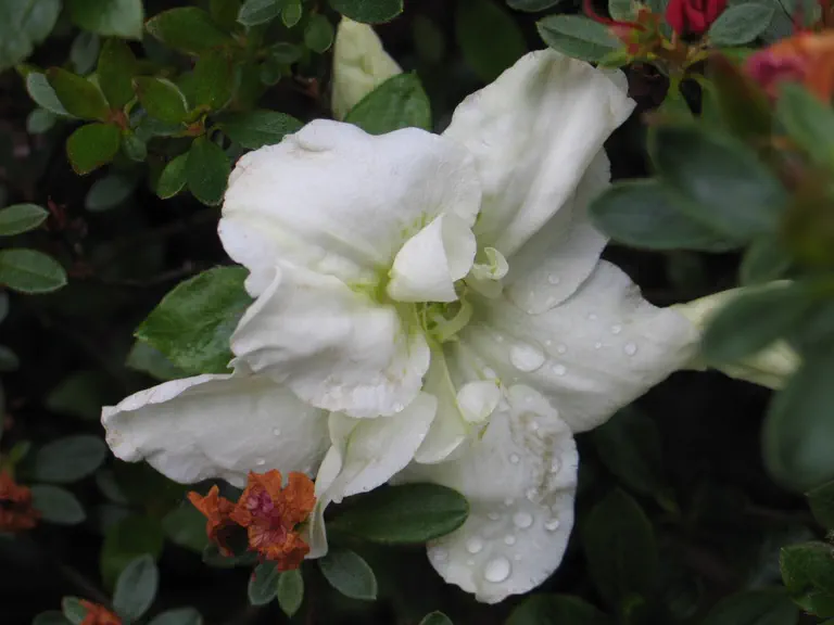 Photo of R. 'Dorothy Hayden', Evergreen Azalea Hybrid