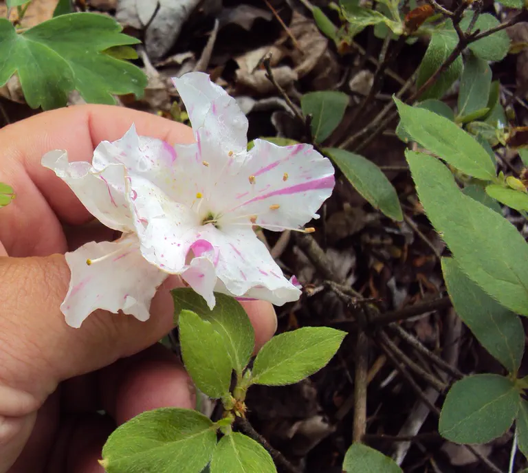 Photo of R. 'Dowager', Evergreen Azalea Hybrid