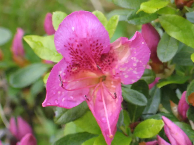 Photo of R. 'Dragon', Evergreen Azalea Hybrid