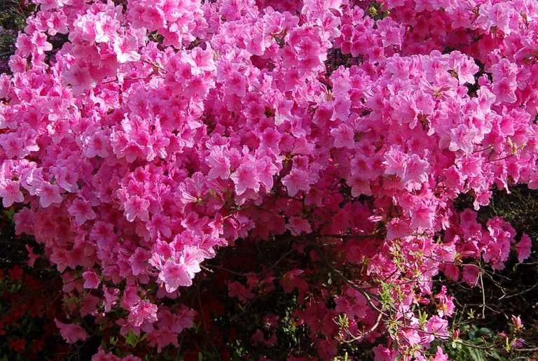 Photo of R. 'Dream', Evergreen Azalea Hybrid