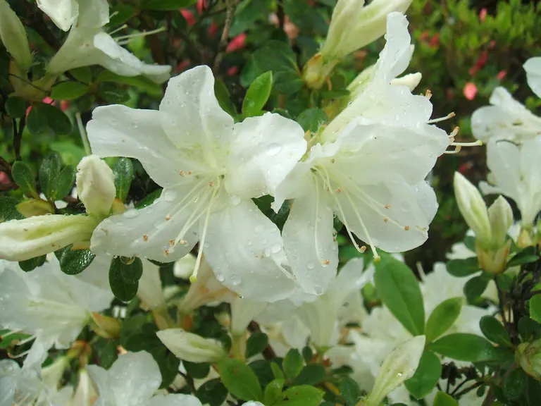 Photo of R. 'Driven Snow', Evergreen Azalea Hybrid