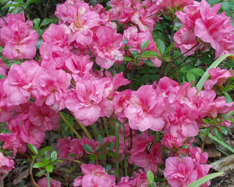 Photo of R. 'Edna Bee', Evergreen Azalea Hybrid