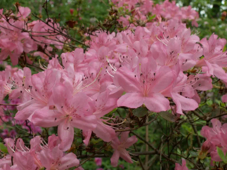 Photo of R. 'Ethelwyn', Evergreen Azalea Hybrid