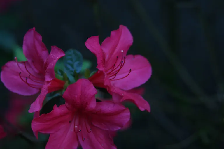 Photo of R. 'Excelsior', Evergreen Azalea Hybrid