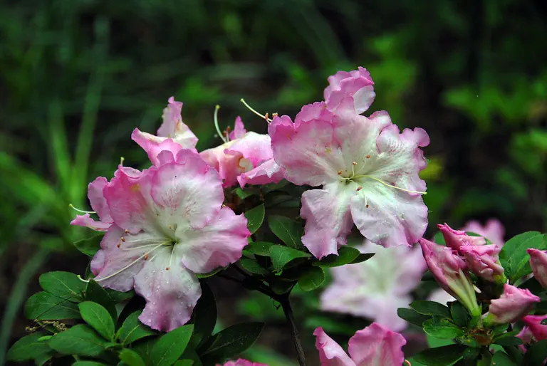Photo of R. 'Fairfax', Evergreen Azalea Hybrid