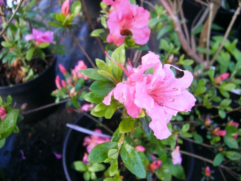 Photo of R. 'Gabrielle Hill', Evergreen Azalea Hybrid