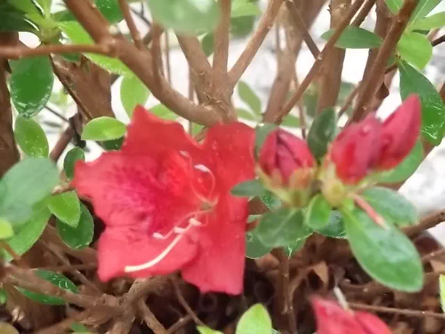 Photo of R. 'Galathea', Evergreen Azalea Hybrid