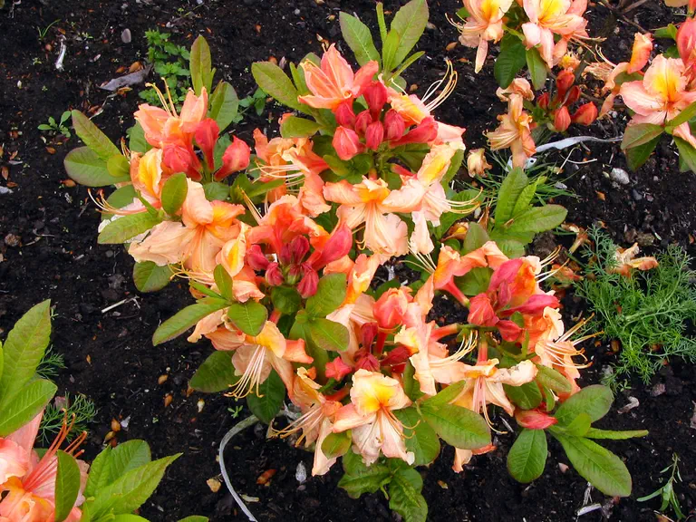 Photo of R. 'Gallipoli', Deciduous Azalea Hybrid
