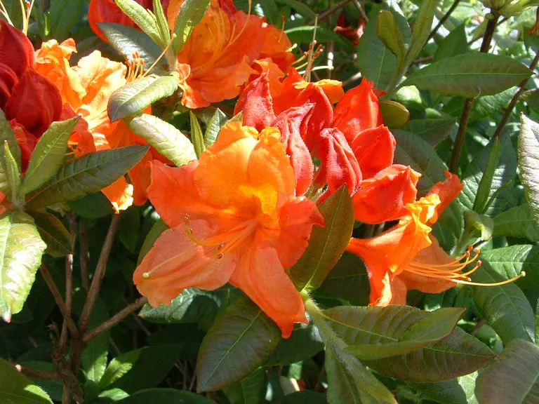 Photo of R. 'Glowing Embers', Deciduous Azalea Hybrid