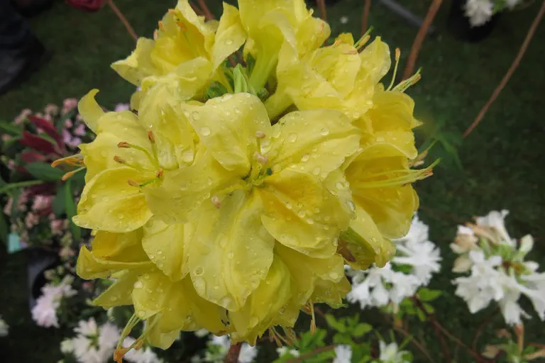 Photo of R. 'Golden Sunset', Deciduous Azalea Hybrid