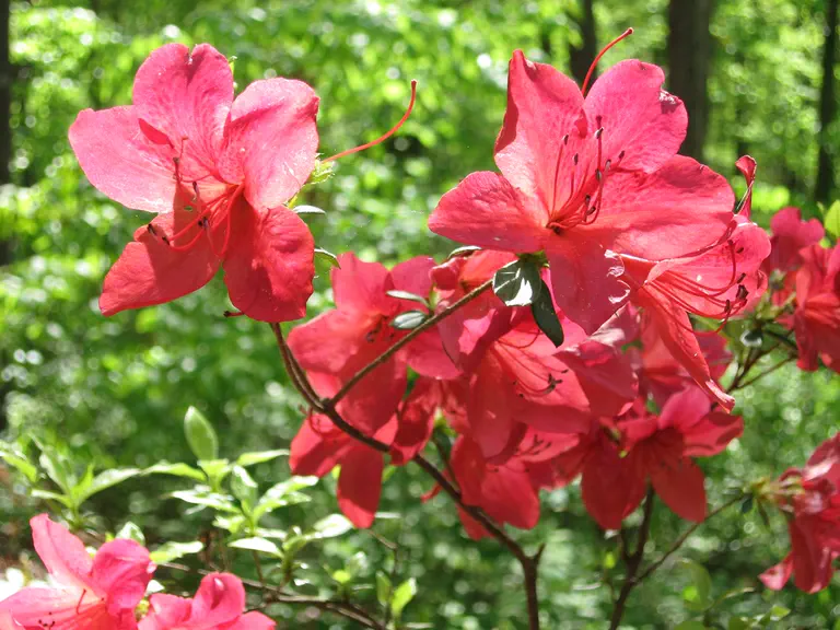 Photo of R. 'Isolde', Evergreen Azalea Hybrid