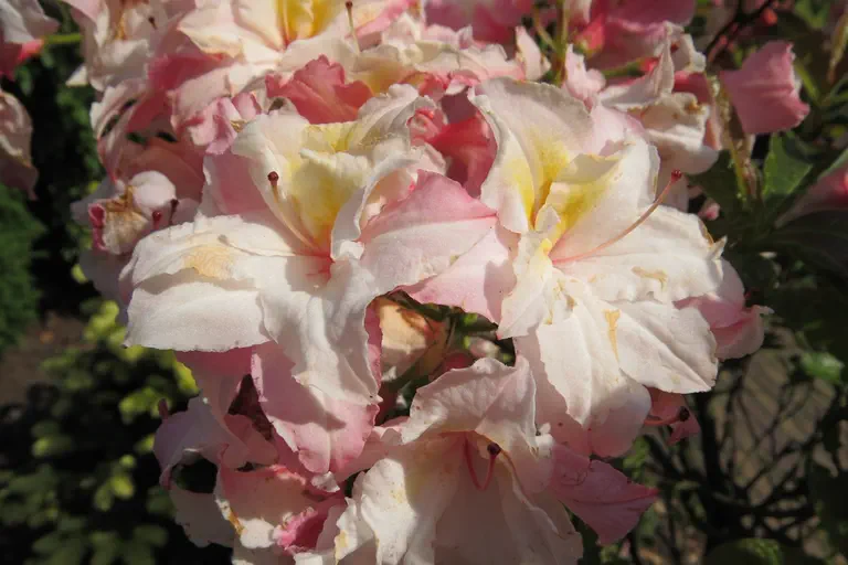 Photo of R. 'Jack A. Sand', Deciduous Azalea Hybrid