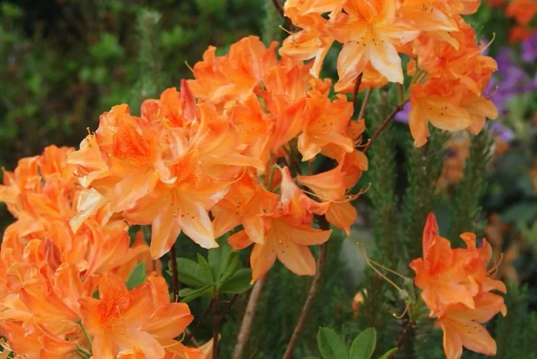 Photo of R. 'Koningin Emma', Deciduous Azalea Hybrid