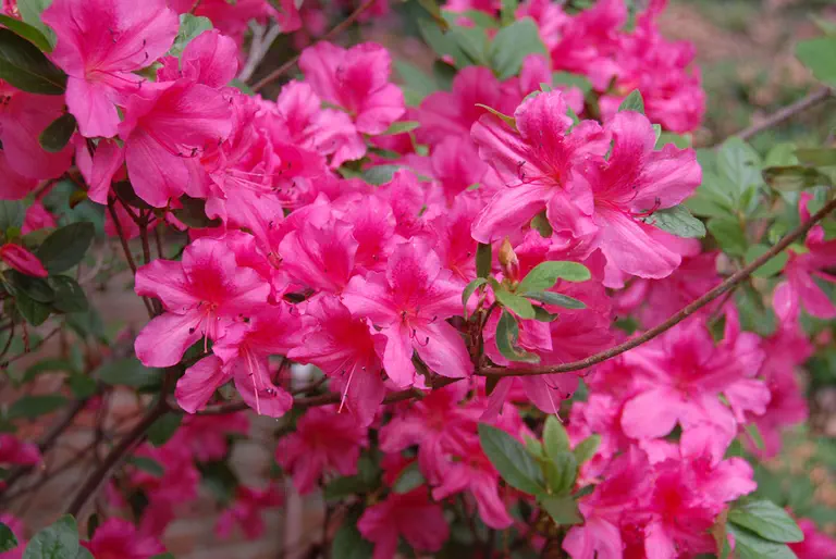 Photo of R. 'Ladylove', Evergreen Azalea Hybrid