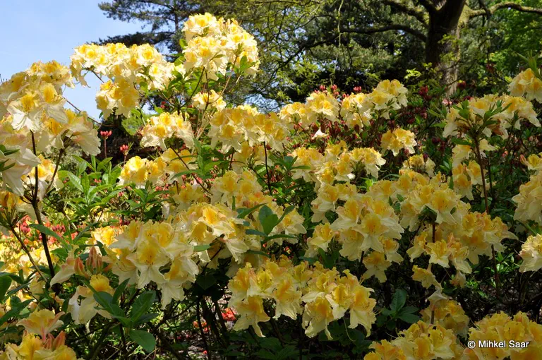 Photo of R. 'Lapwing', Deciduous Azalea Hybrid