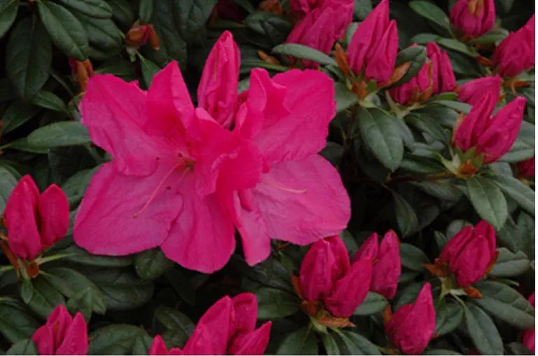 Photo of R. 'Lara', Evergreen Azalea Hybrid