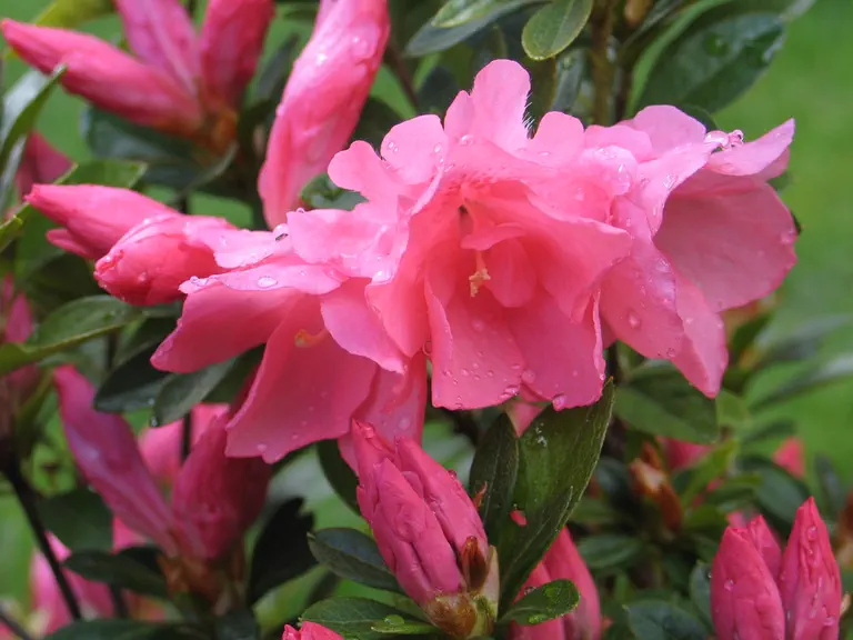 Photo of R. 'Lissi', Azalea Hybrid