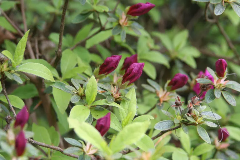 Photo of R. 'Louise Dowdle', Evergreen Azalea Hybrid