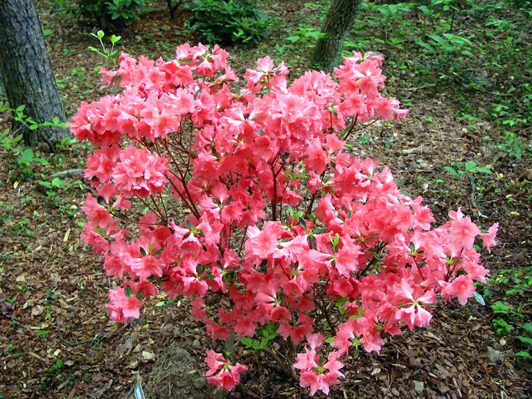Photo of R. 'Lullaby', Evergreen Azalea Hybrid
