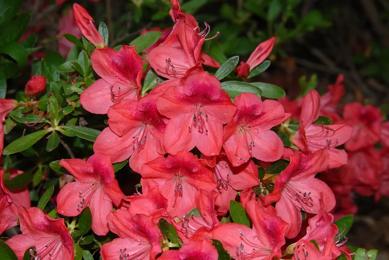 Photo of R. 'Madrigal', Evergreen Azalea Hybrid