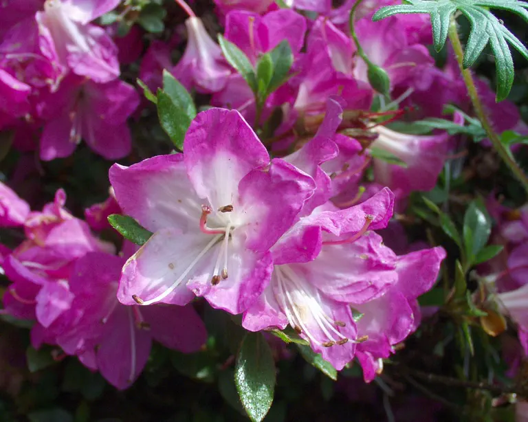 Photo of R. 'Mangetsu', Evergreen Azalea Hybrid